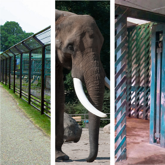 zoo elephant enclosure fencing