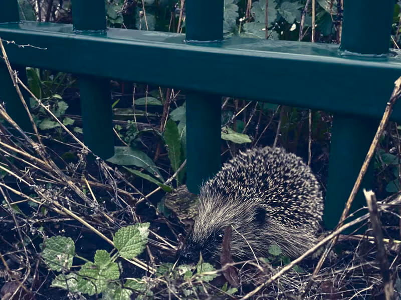 biodiversity mitigation hierarchy and fencing