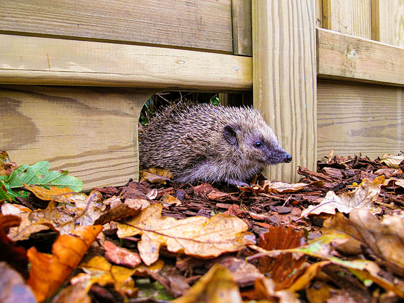 Hedgehog fencing