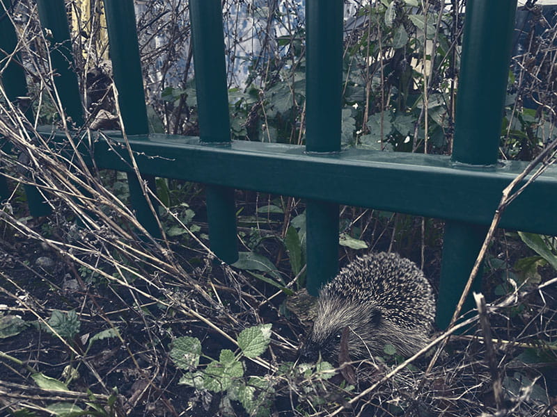 Hedgehog friendly fencing