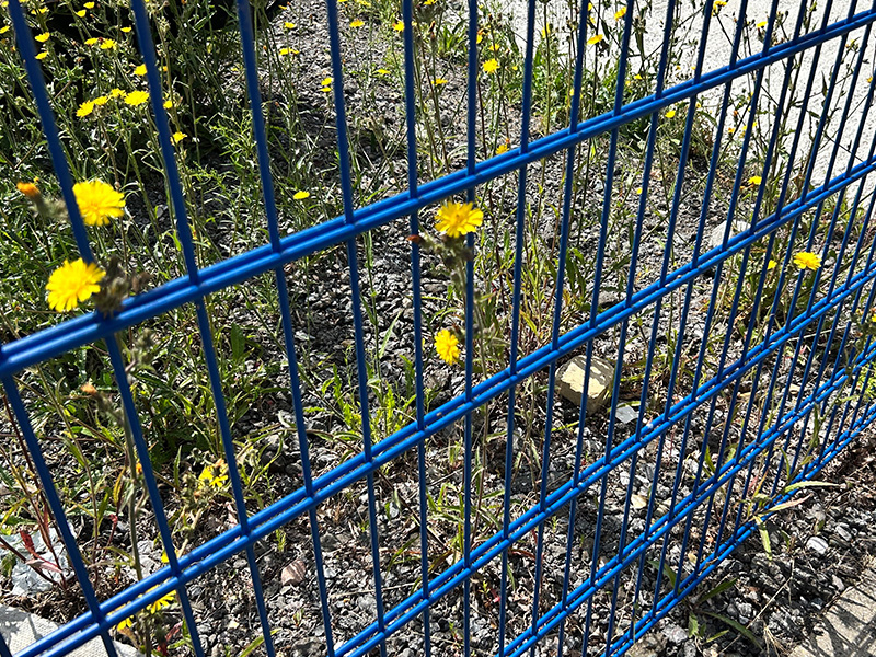 blue 868 mesh perimeter fencing