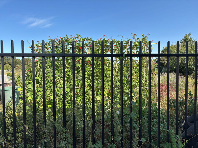 Metal Security Fencing for Allotment