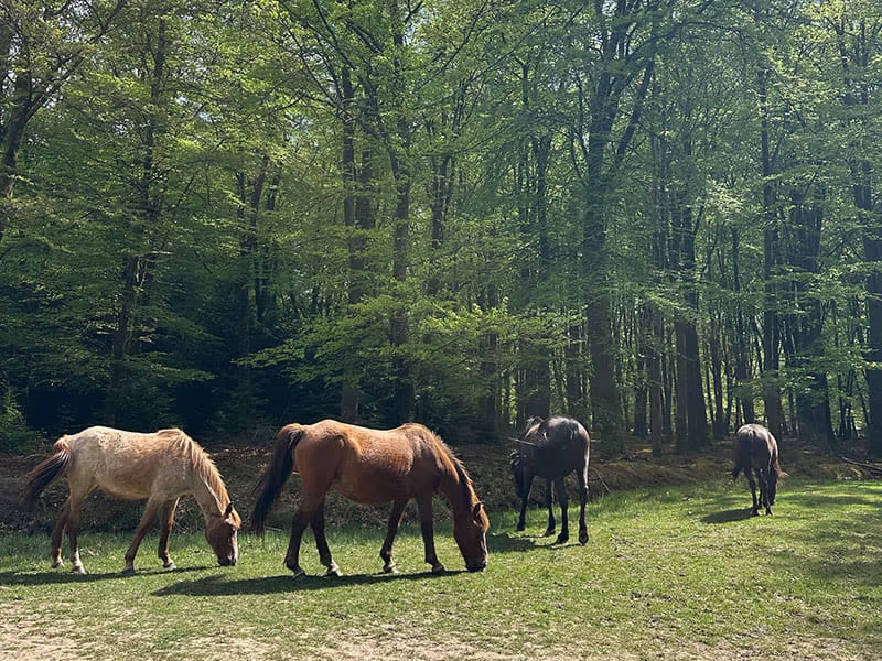 Public bin stores in the New Forest