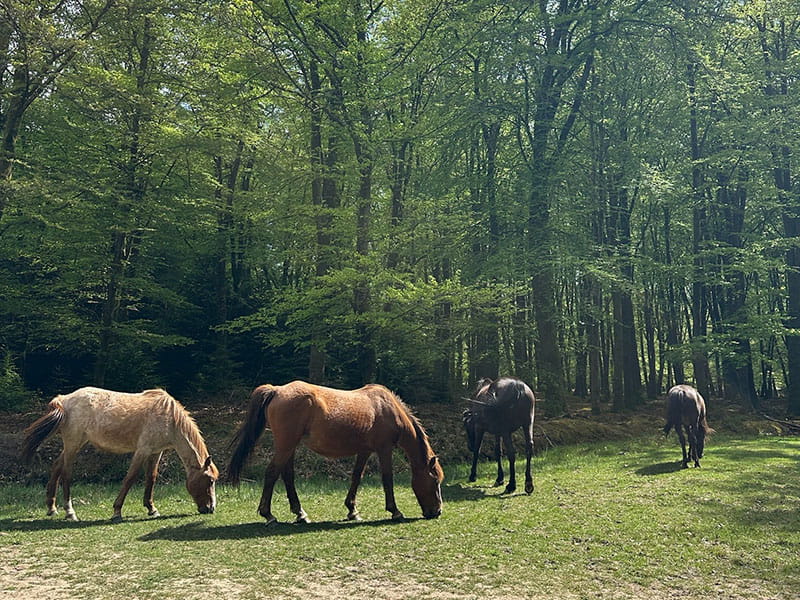 Public bin stores in the New Forest