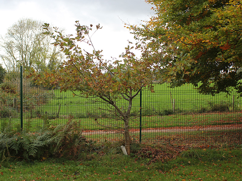 EuroGuard Regular V mesh fencing for a sports field