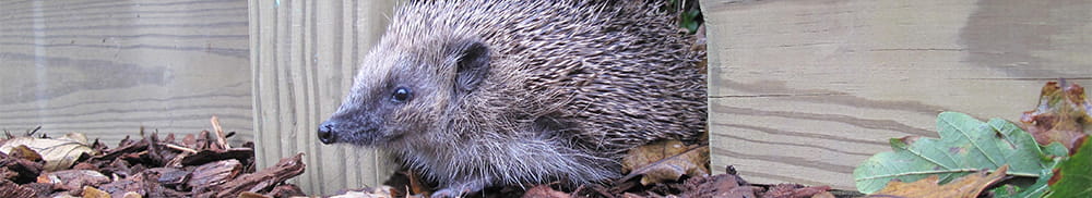 Hedgehog Fencing c Jacksons Fencing