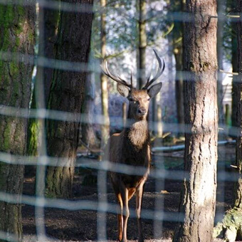 Deer Fencing