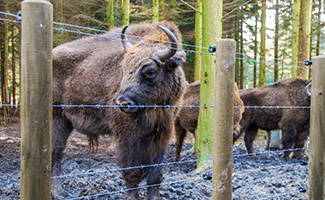 bison zoo fencing