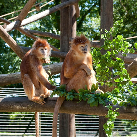 Zoo Fencing Jacksons Security Fencing