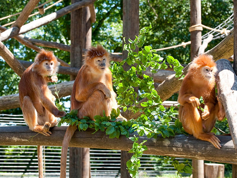 zoo fencing