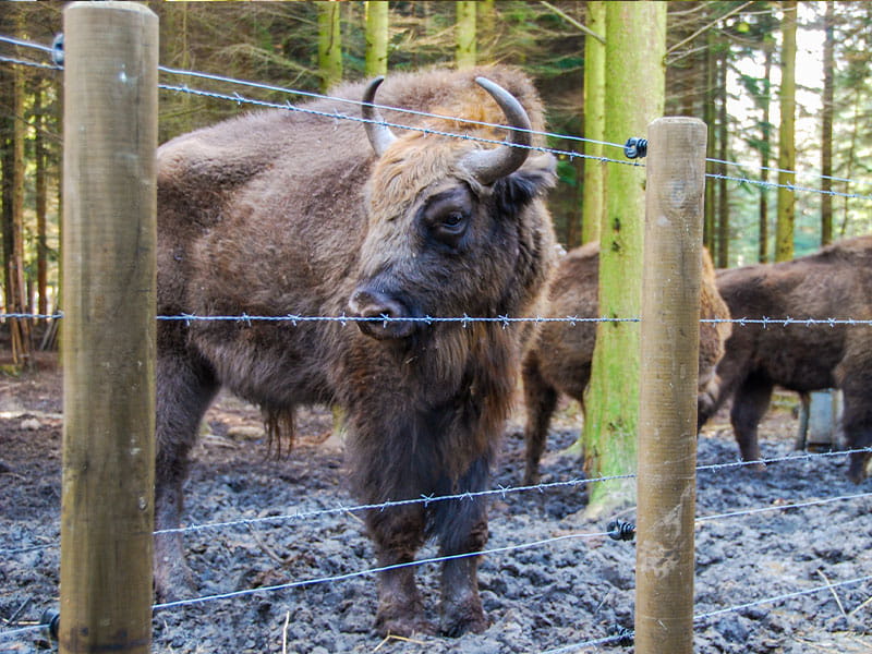 zoo fencing design