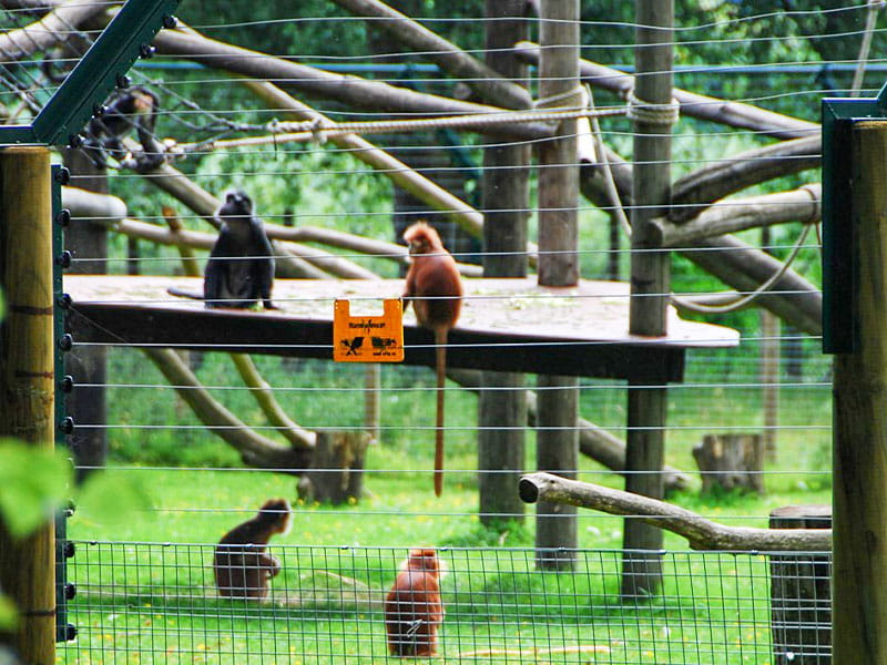 zoo fencing