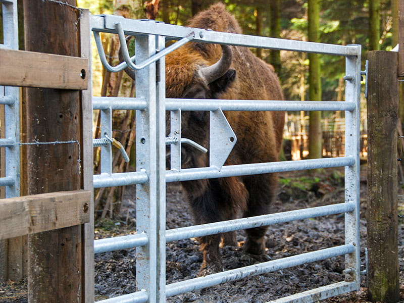 zoo gate