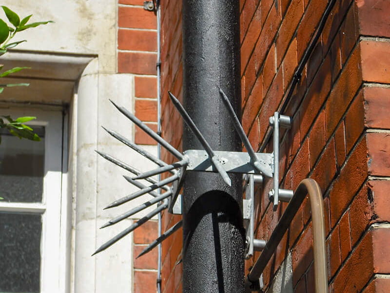 viper spike 3 security topping on drainpipe