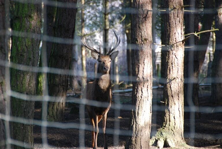 Deer fencing